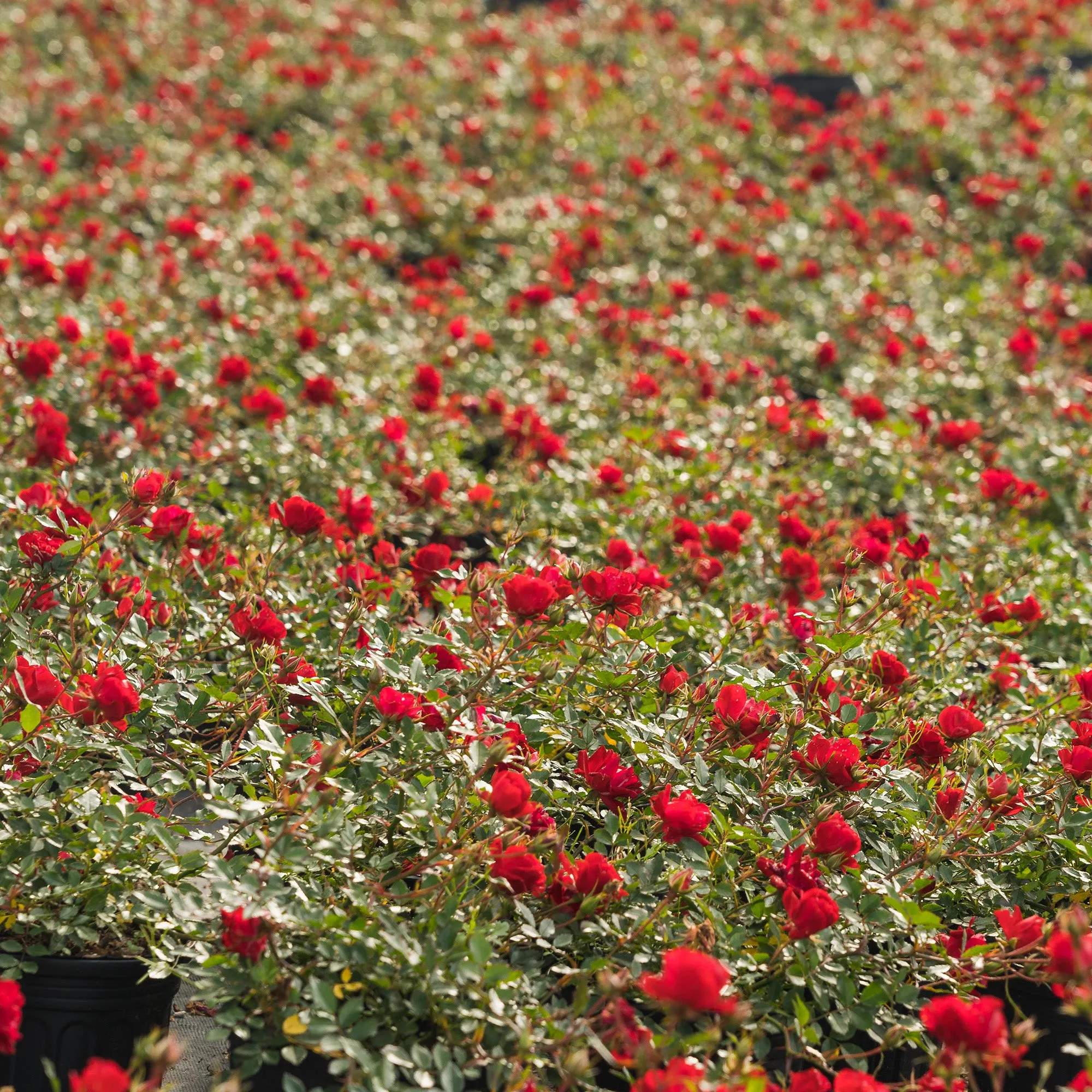 Double Red Knock Out® Rose Bush