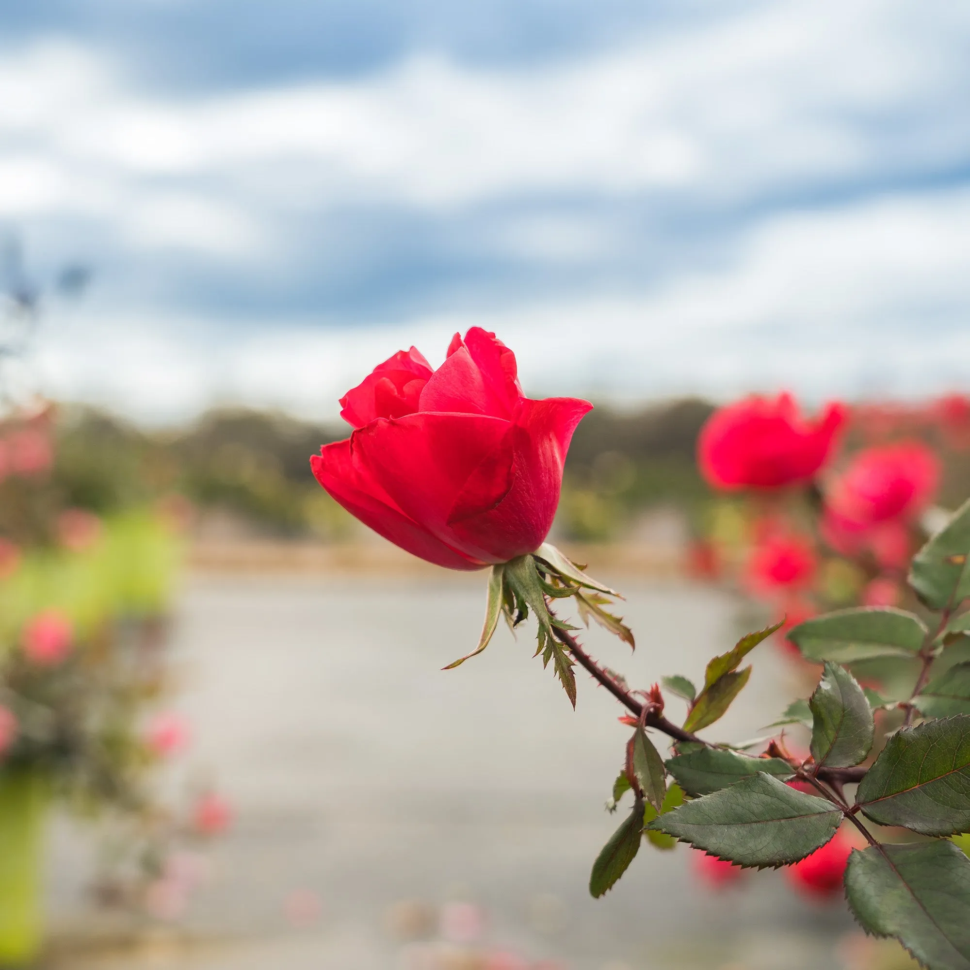 Double Red Knock Out® Rose Bush