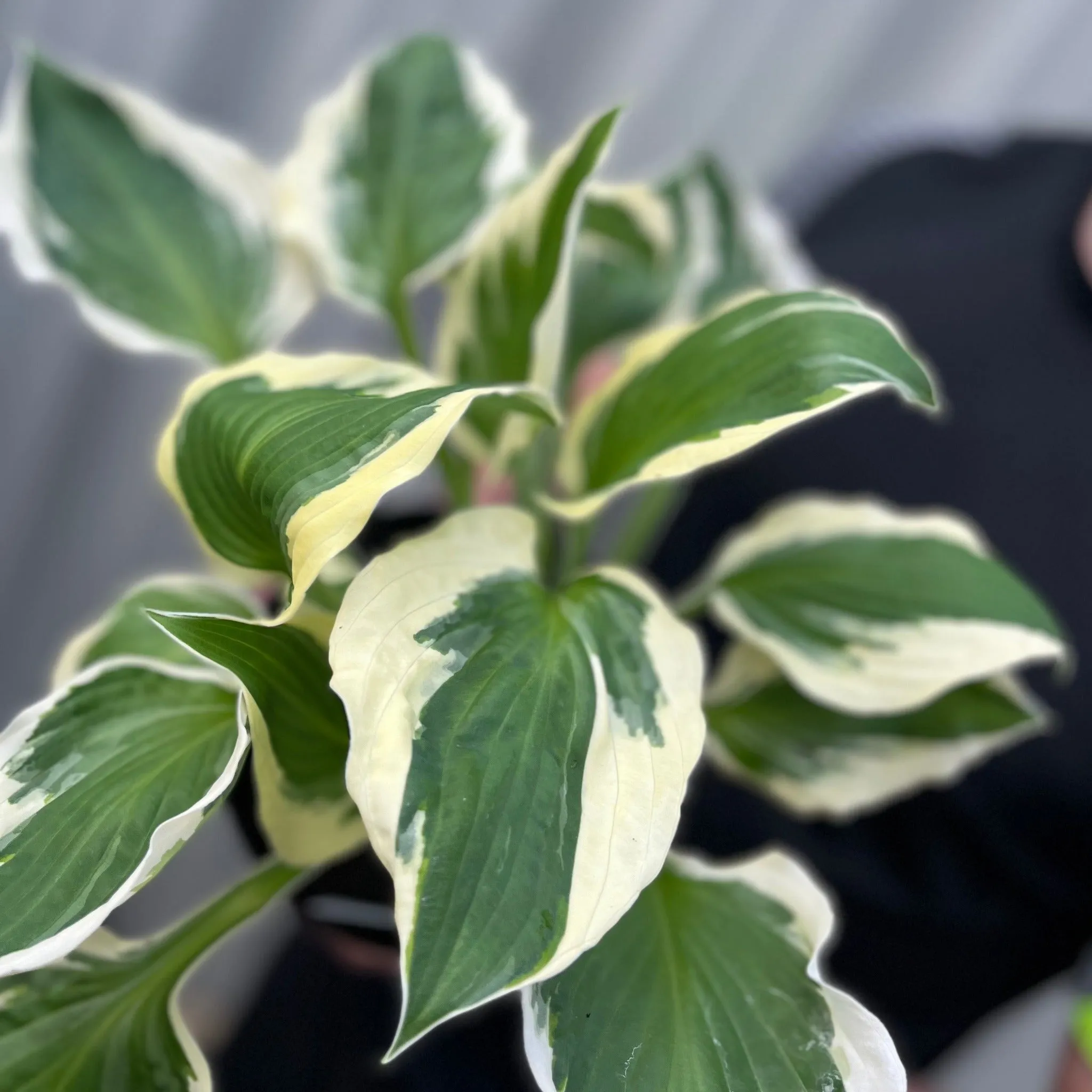 Hosta 'Patriot' 2L