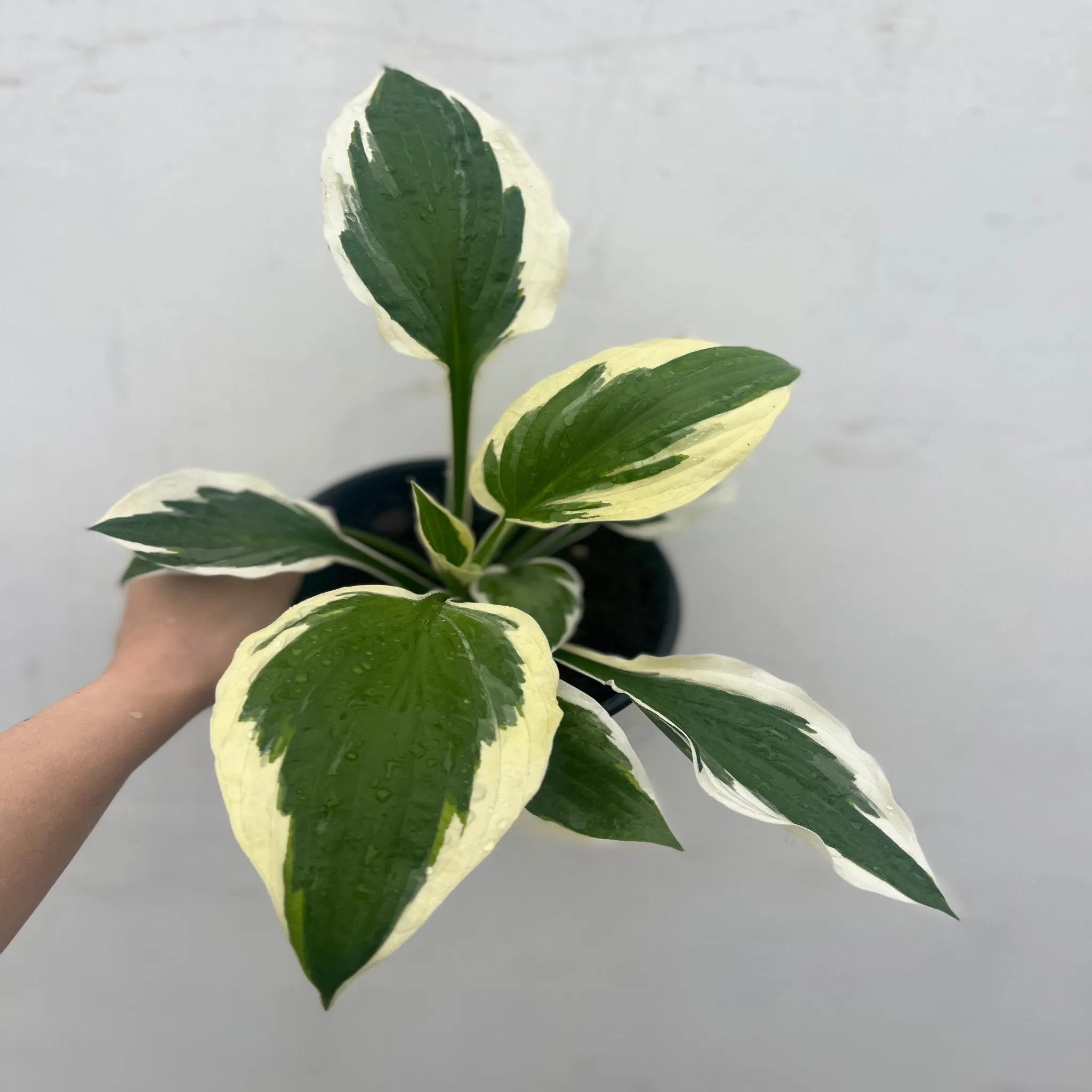 Hosta 'Patriot' 2L